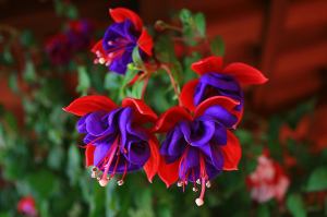 As flores no meu jardim