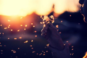 flor ao vento weheartit